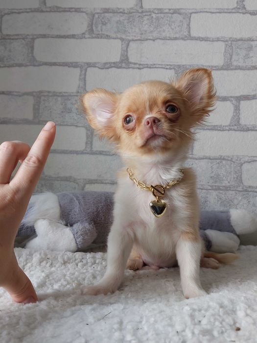 довгошерсті Чихуахуа Хлопчики з документами КСУ/FCI