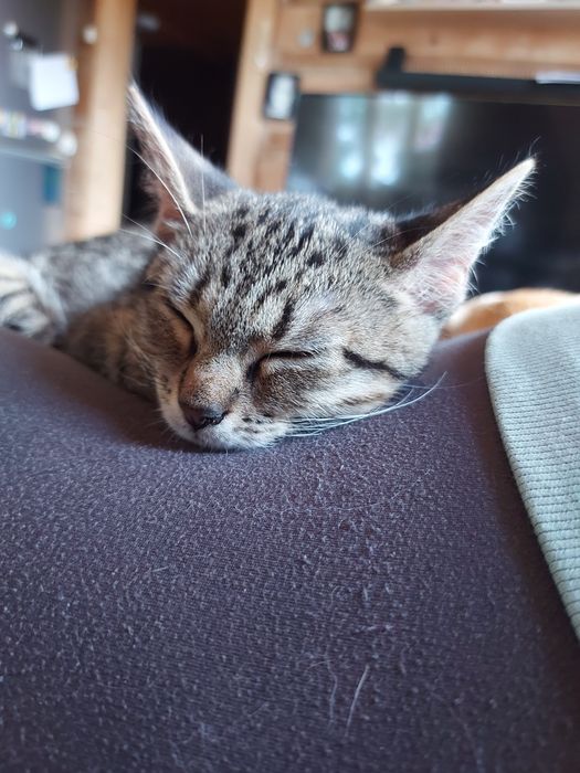 Do adopcji kotka