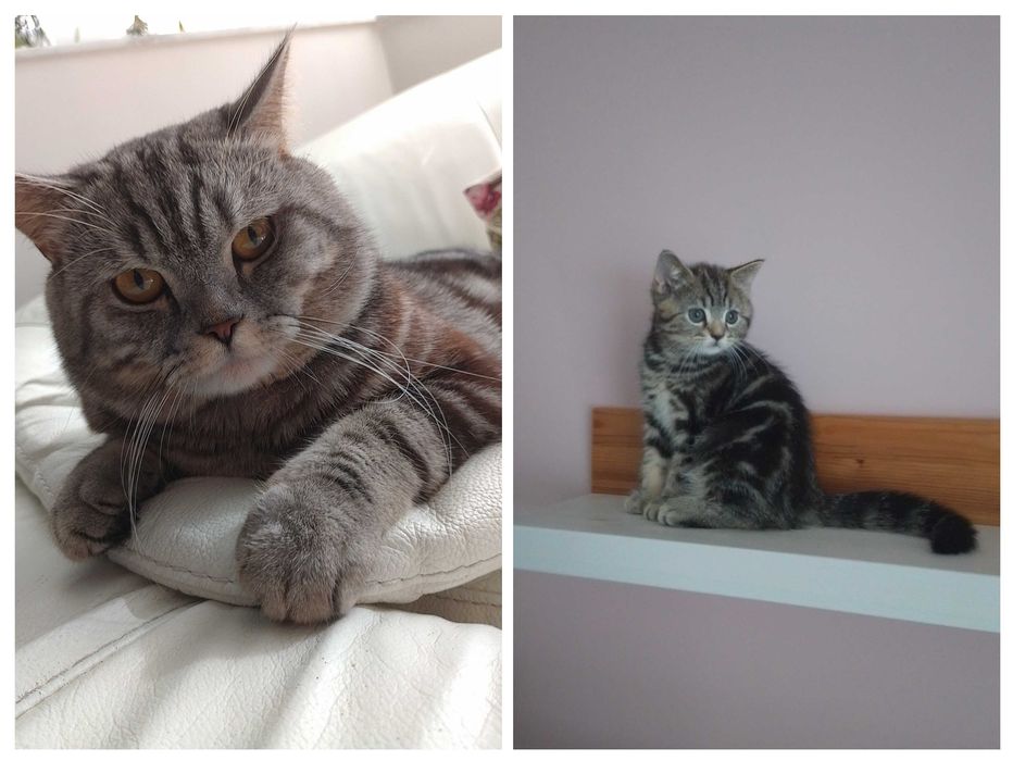 Кот.В'язка мармуровий скотіш страйт.