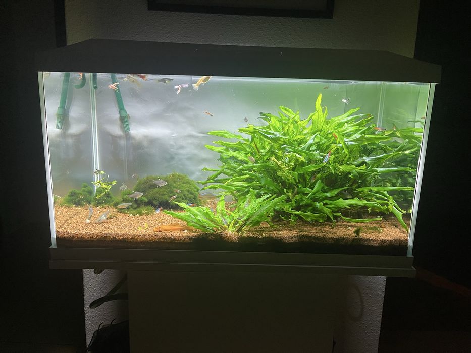 Aquario Aquael com movel 112L