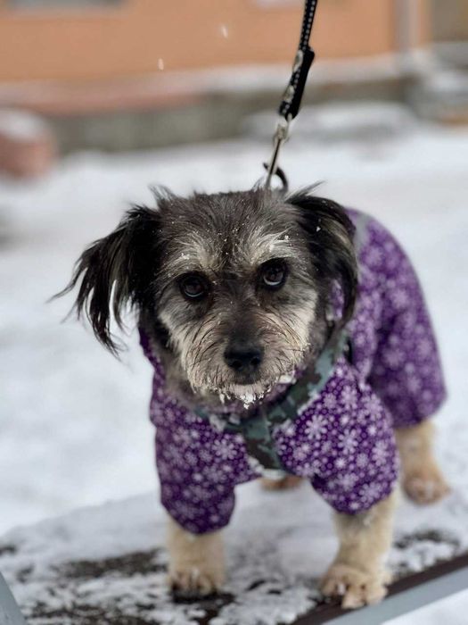 Мини-собачка девочка в добрые руки бесплатно ДНЕПР