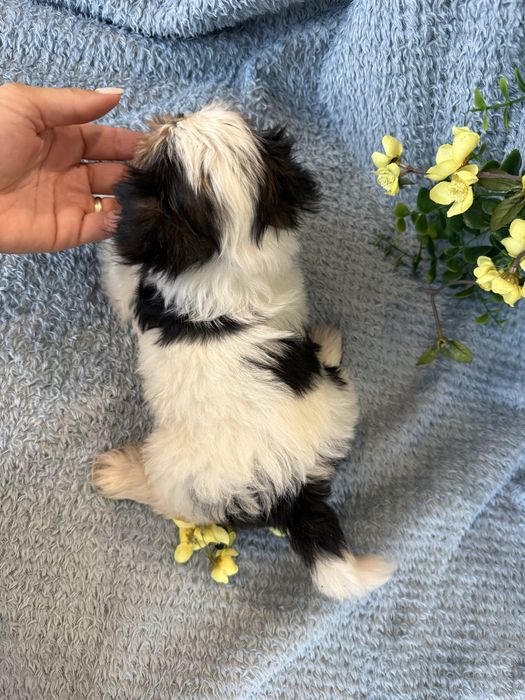 Excelente mini Yorkshire Beiwer de Qualidade