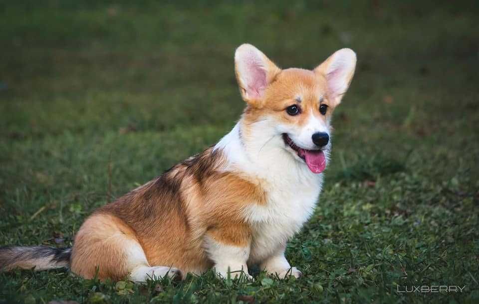 Welsh Corgi Pembroke, po prostu słodziaki!