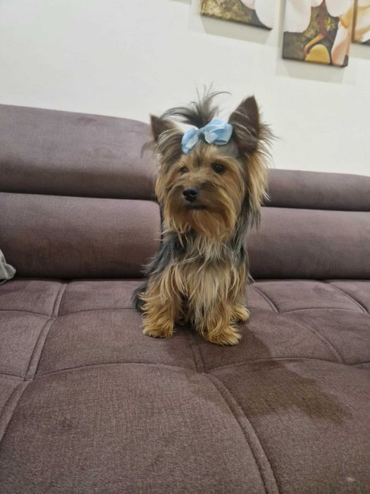 York Yorkshire Terrier. Piesek