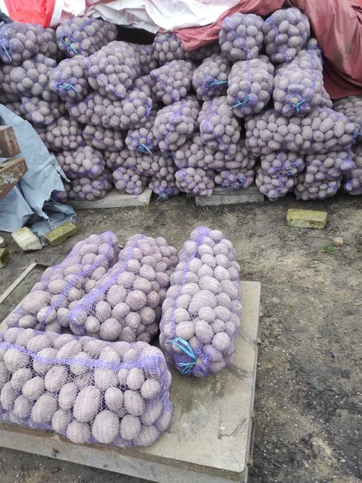 Насіннєва картопля рев'єра1 репродукція (насінка,)насінева