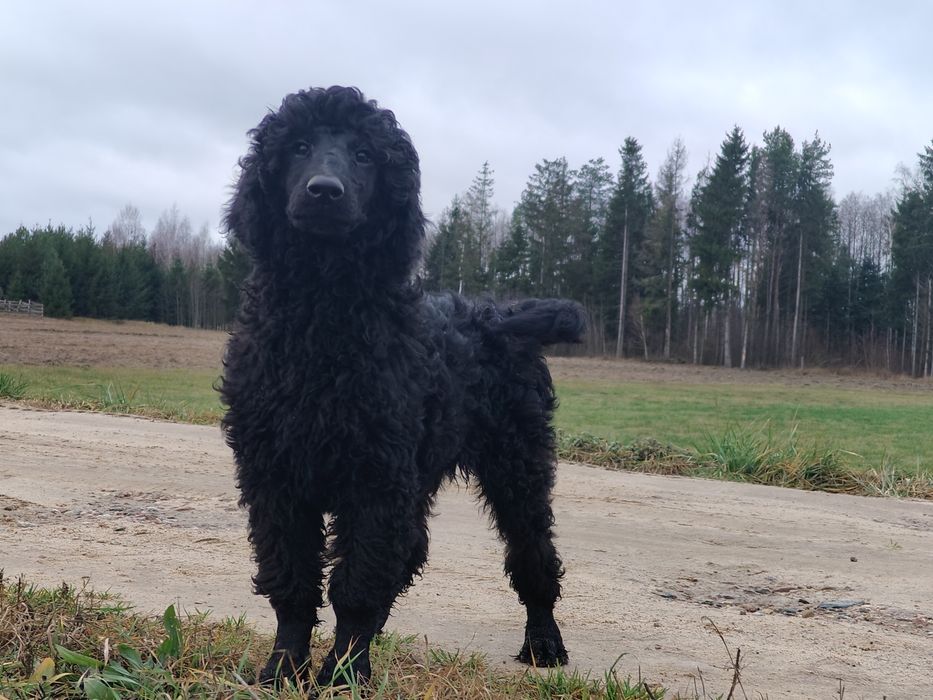 Pudel duży  królewski szczenię piesek