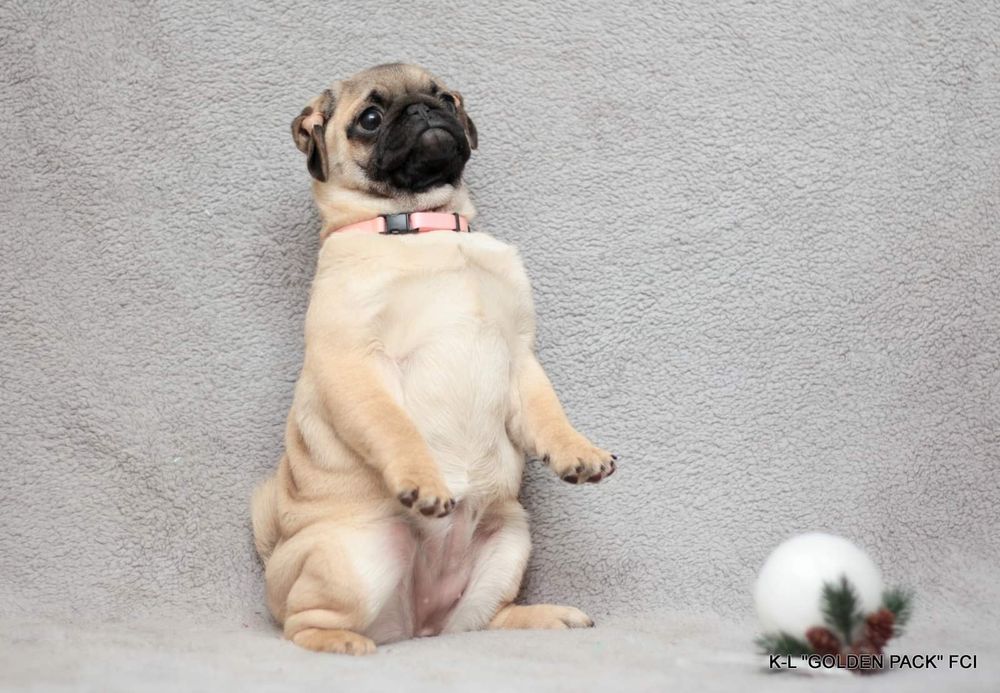 Мопс цуценята КСУ, k-l Golden Pack