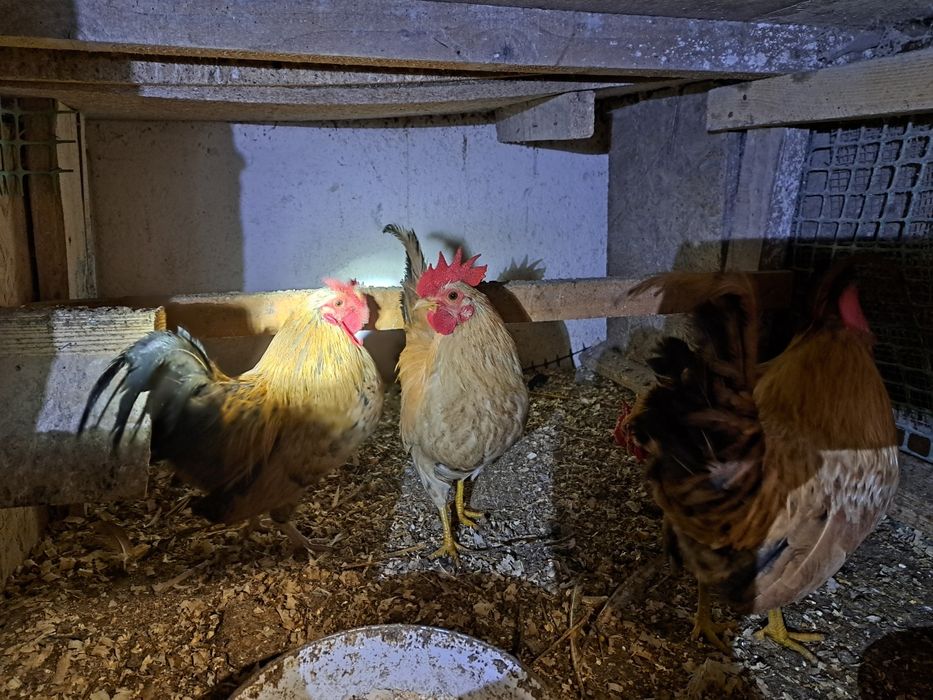 Kogutki Liliputki mini