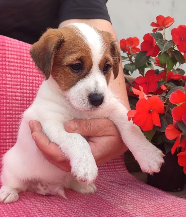 Щенки джек рассел терьера