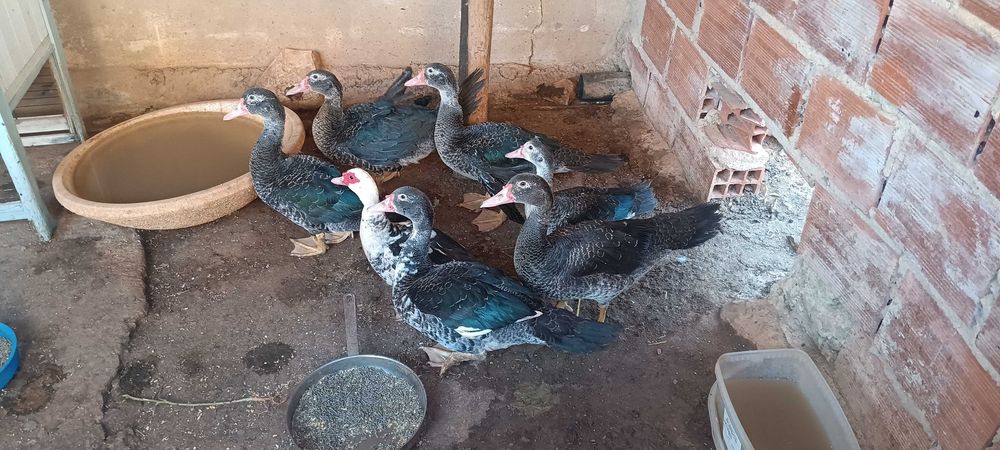 Patos-Mudos de 3 Meses – Disponíveis para Venda