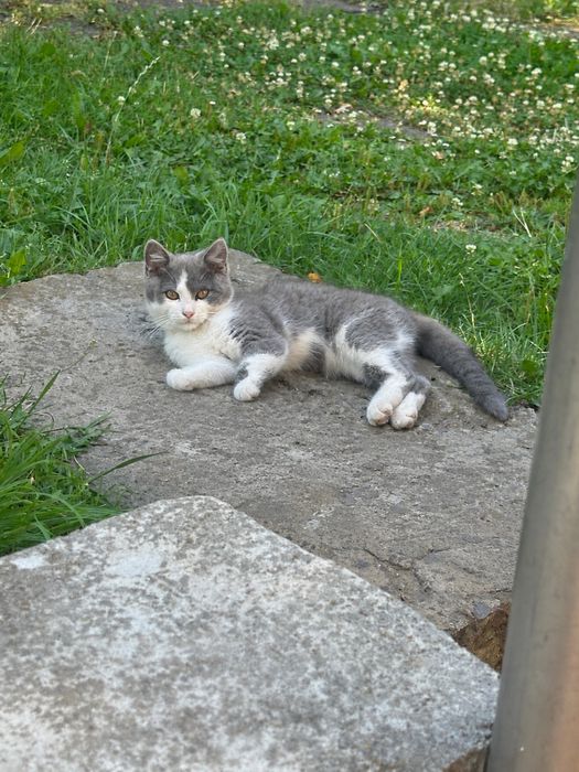 Віддаю котика в добрі руки