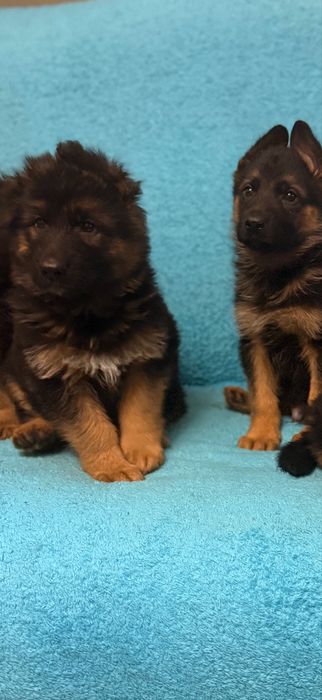 Щенки немецкой овчарки