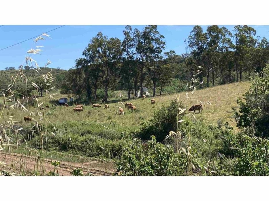 Herdade do Telheiro sito em Odemira, com 625 ha