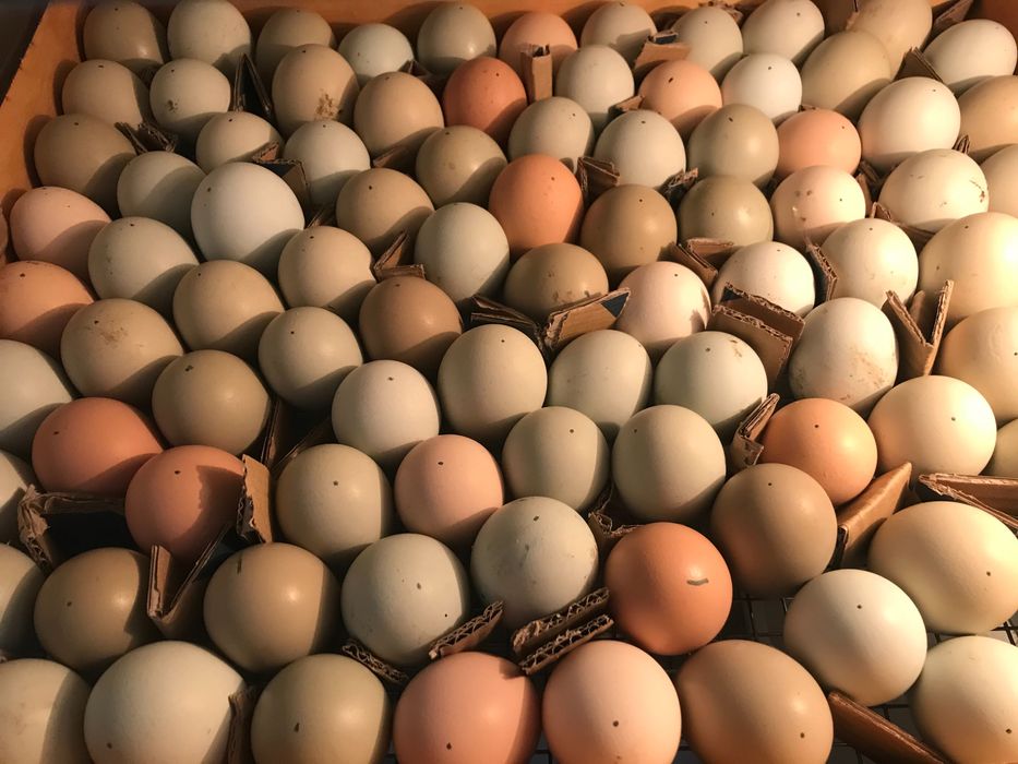 Інкубаційні яйця