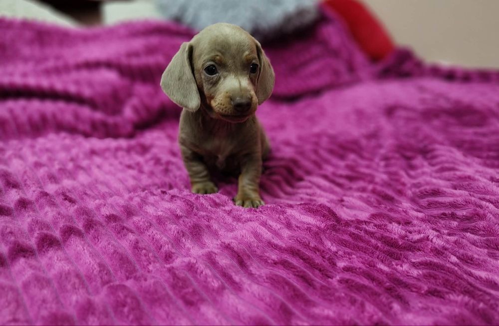 Jamnik jamniczek krótkowłosy miniaturka Isabella Lilac