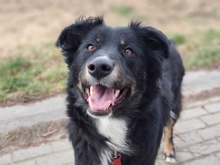 Misia duzy młody pies szuka domu