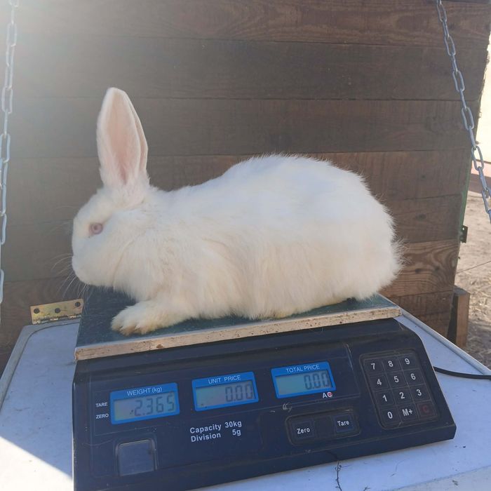 Sprzedam króliki samice i samce