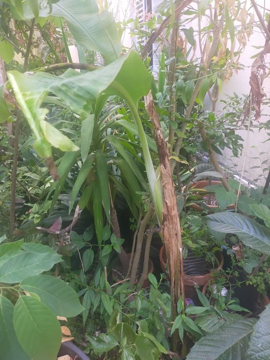 Árvore de fruto bananeira