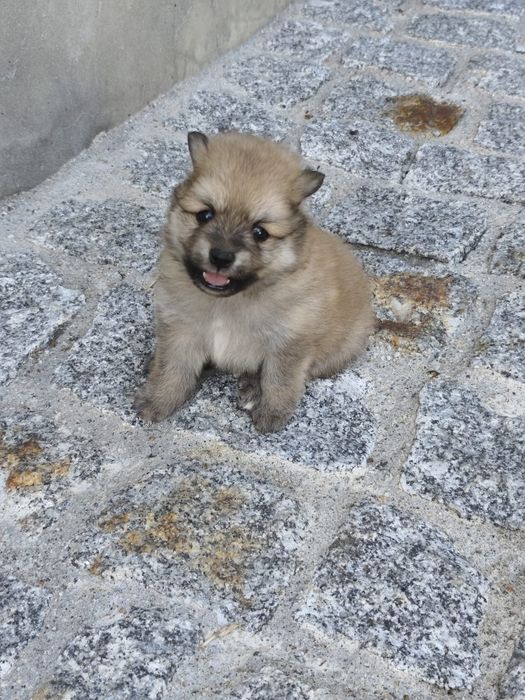 Spitz alemão macho