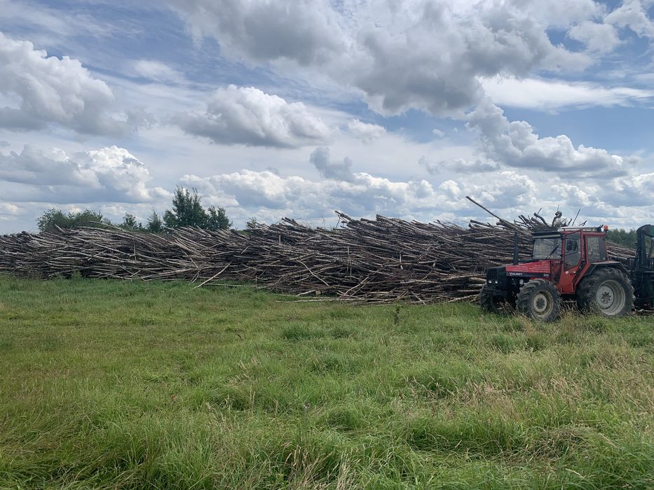 Wycinka drzew/zarośli