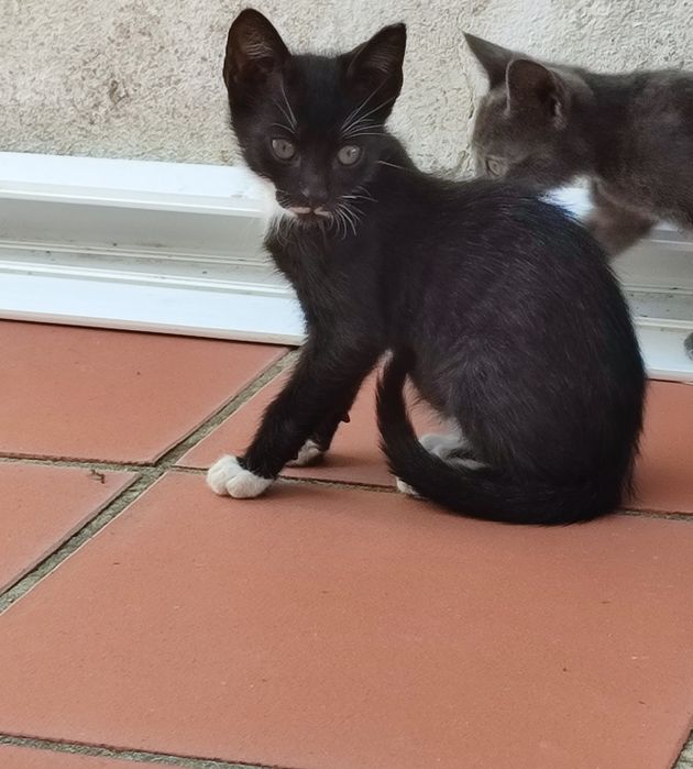 Dá-se gatinho bebé