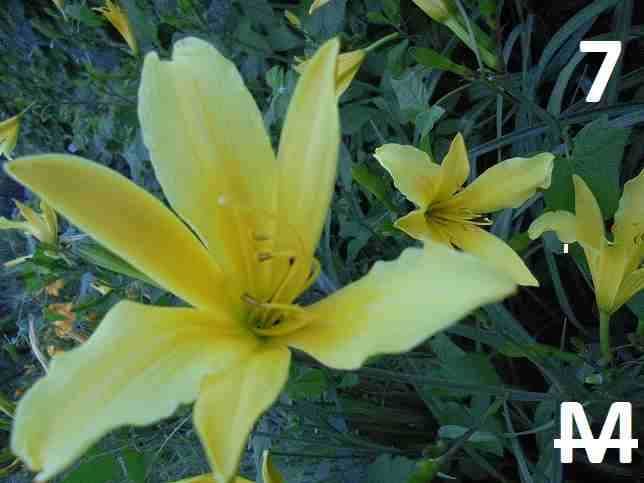 Liliowce- liliowce