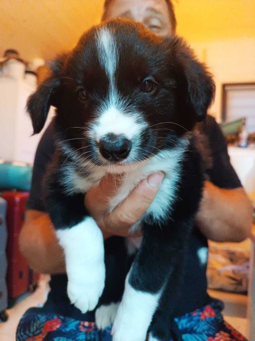 Border Collie szczeniaczek z rodowodem