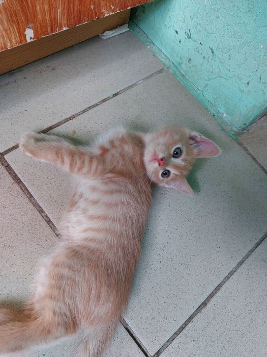 Срочно ищут дом маленькие котята