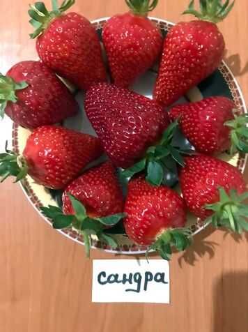 Морозостійкі Саджанці полуниці багатоврожайного плодоношення