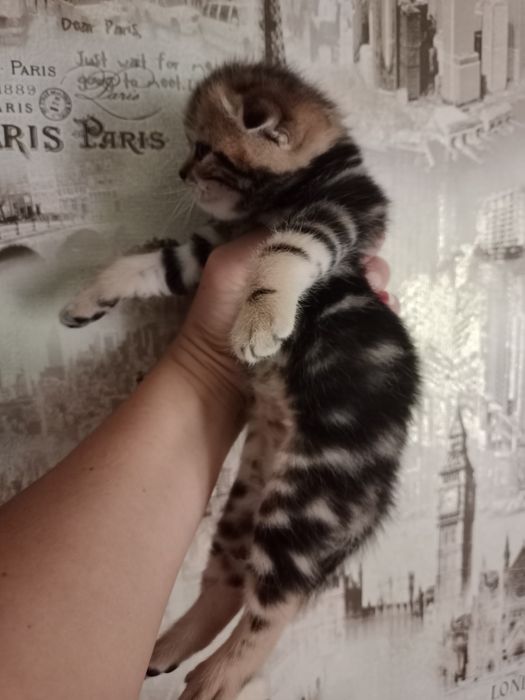 Продам мраморных котят.