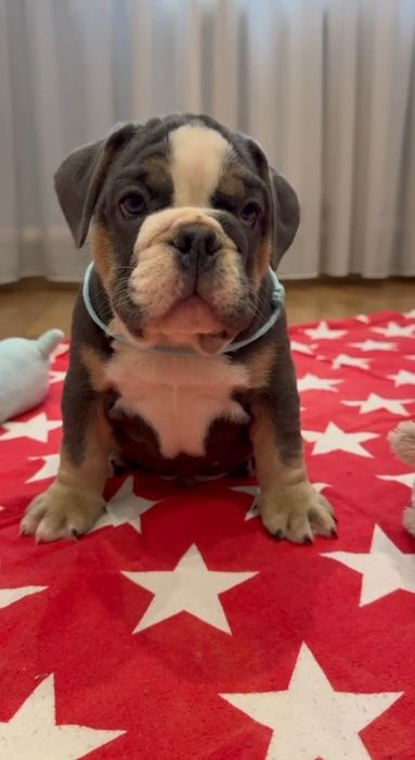Blue tan  Английский бульдог