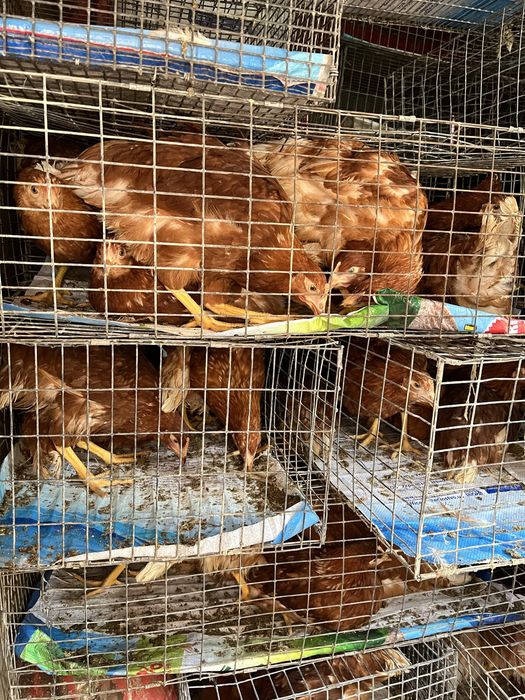 Кури молоді несушки