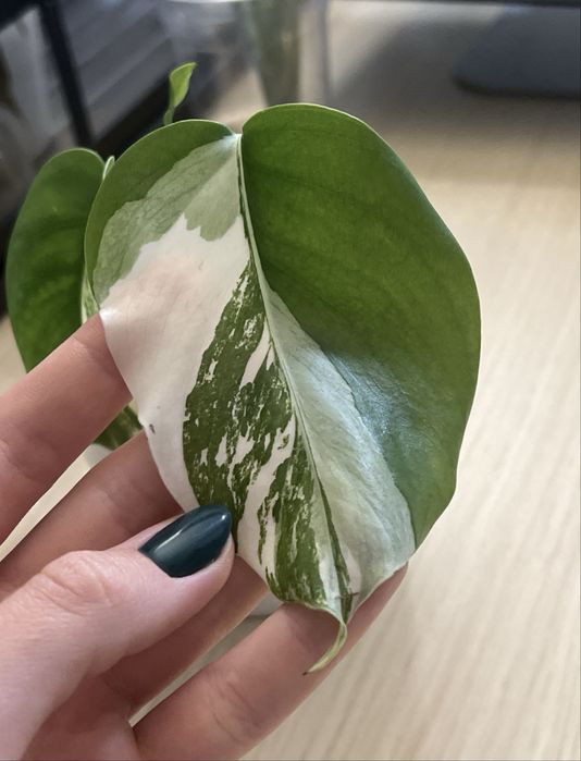 Monstera variegata
