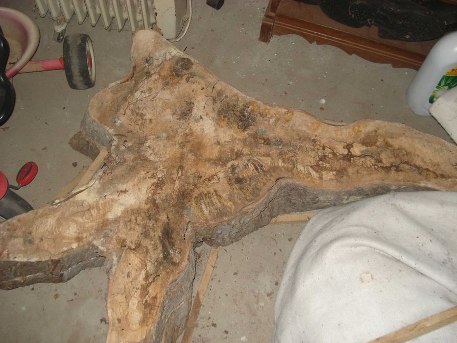 Plaster drewna wiąz