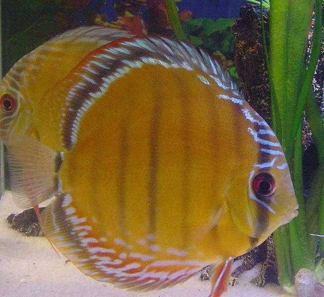 MISIEKZOO Dyskowce - Paletka Brown / Rozmiar 5 cm / Różne odmiany