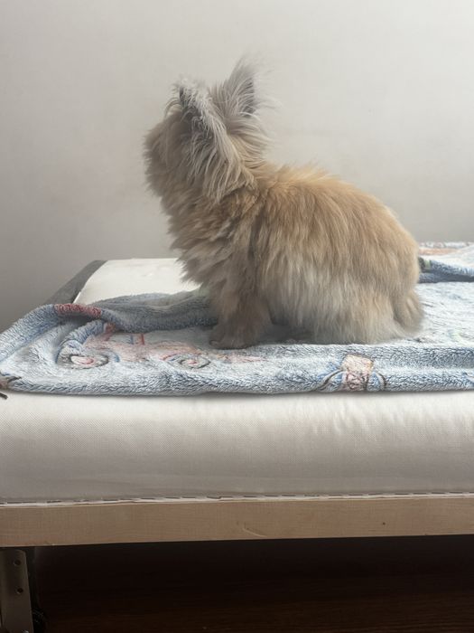 Krolik karzelek teddy