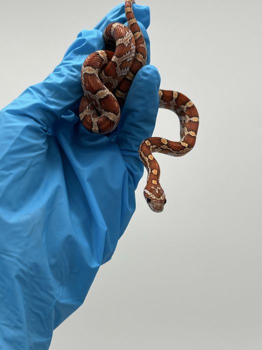 Wąż zbożowy węże zbożowe samica samiec transport