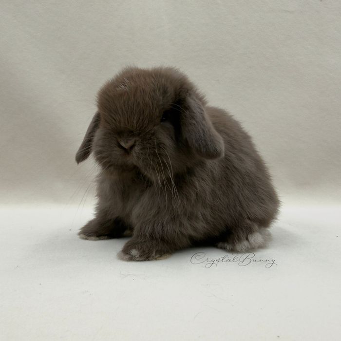 Królik Mini Lop TOP