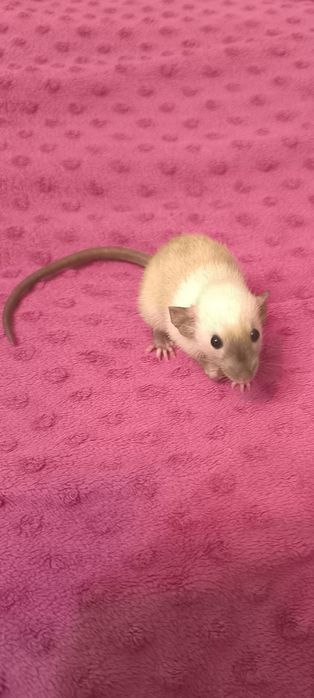 Dwa Szczury Dumbo Syjamskie Rasowe - STANDARD