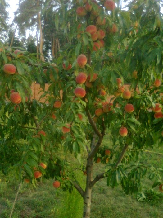 Аренда дома в Обуховке