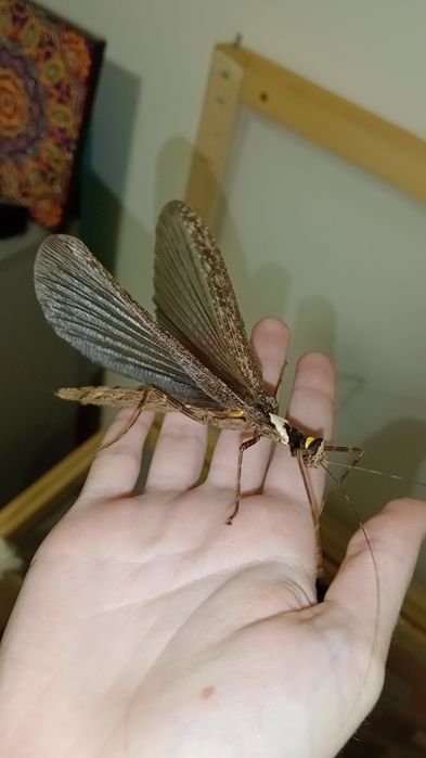 27 jajek trachythorax albomaculatus kon chu rang