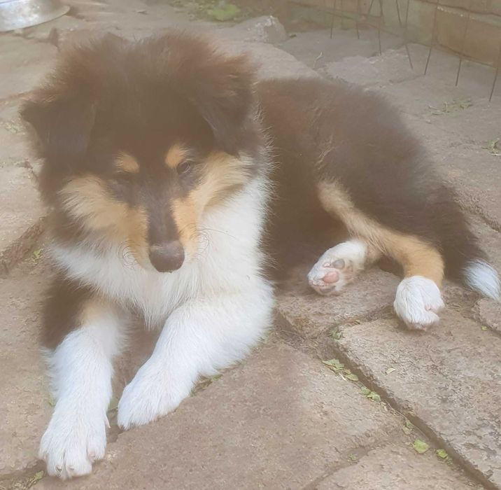 Колі цуценята продам