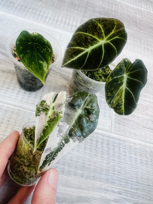 Набір Алоказія Black Velvet gold gragon mint Variegata polly