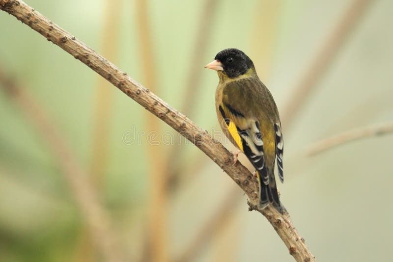 Lote varias especies de Verdilhao “ Chloris”