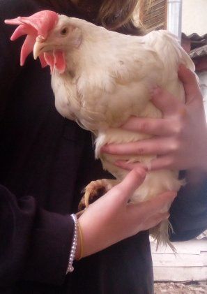 Продаються кури Порода ломан браун