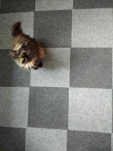 Самоклеючий ковролін, Ковролин плитка, 30х30 и 60х60см. Самоклейка.Пвх