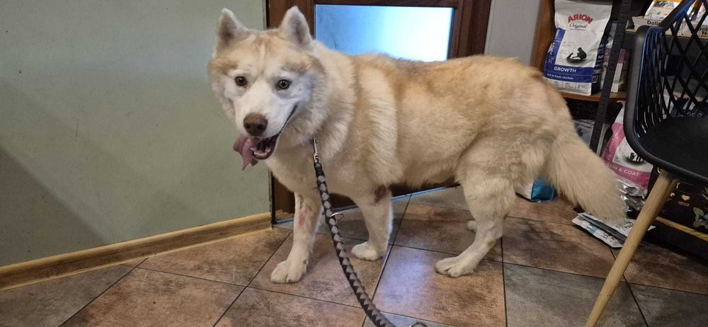 Misiek łagodny pies husky adopcja