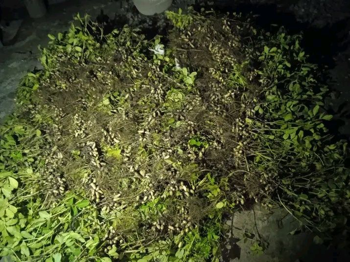 Продам арахіс просушений.