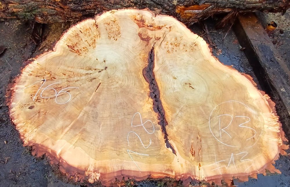 Plastry topola z czeczotą  burl na stół ekskluzywne