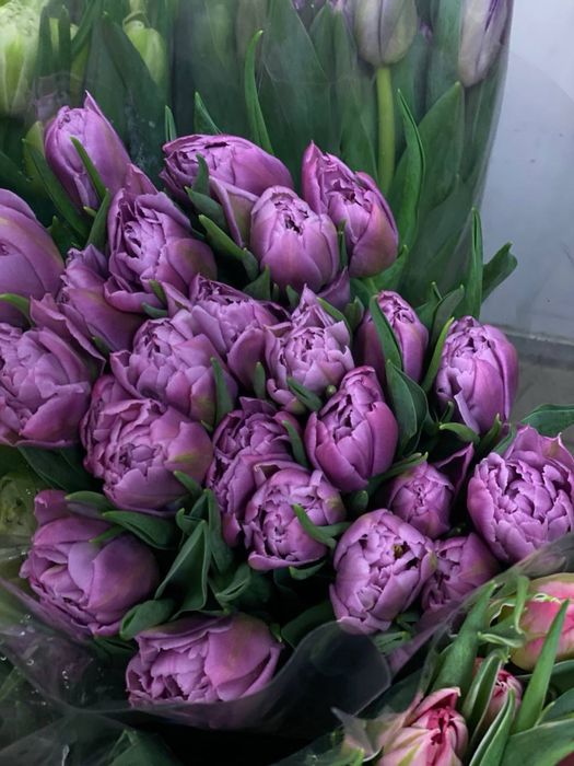 Тюльпани Розница/Опт/ Гурт